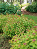 Spiraea Double Play Dolly