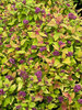 Spiraea Double Play Dolly