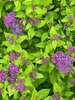 Spiraea Double Play Dolly