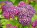 Spiraea Double Play Dolly