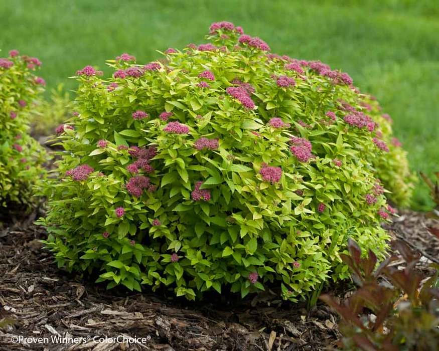 Spiraea Double Play Gold Bluestone Perennials