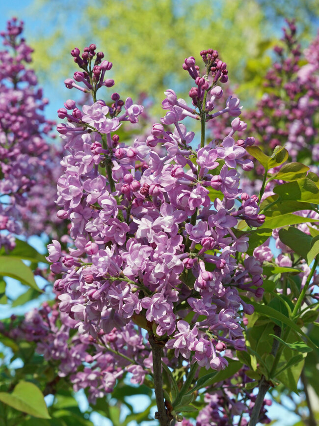 Syringa Scentara Double Blue