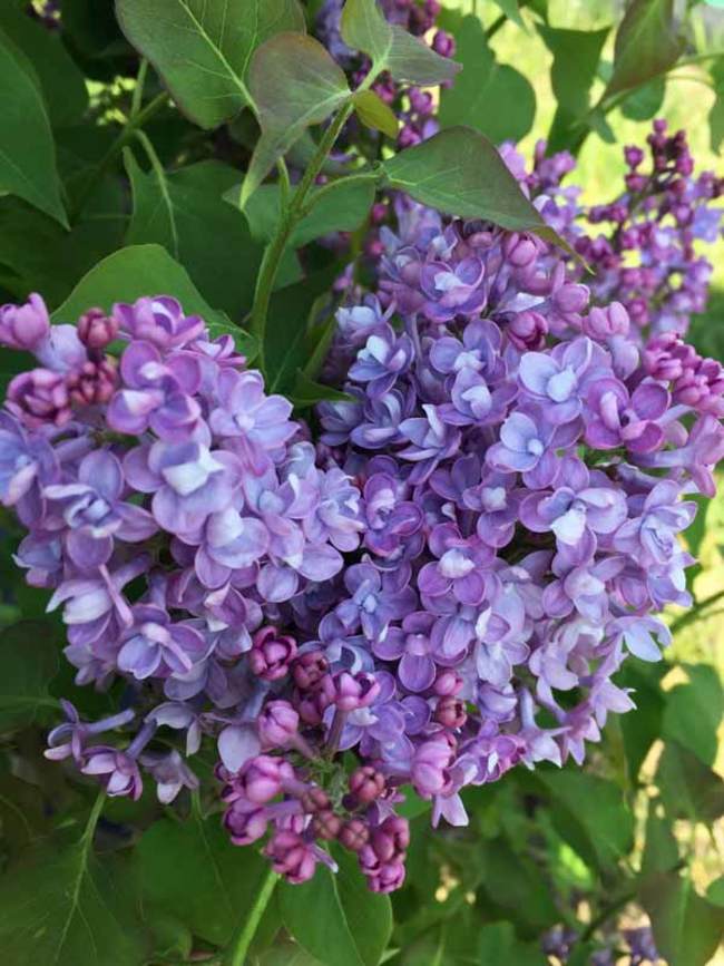 Syringa Scentara Double Blue | Bluestone Perennials