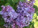 Syringa Scentara Double Blue