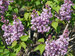 Syringa Scentara Double Blue