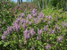 Syringa Scentara Double Blue