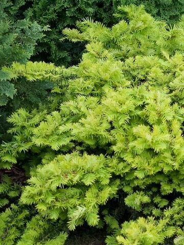 Taxus Helen Corbet | Bluestone Perennials