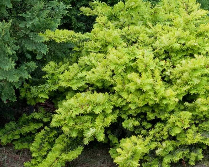 Taxus Helen Corbet | Bluestone Perennials