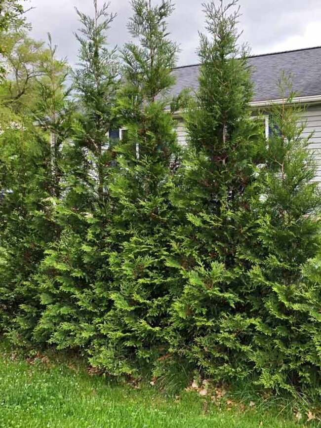 Thuja American Pillar | Bluestone Perennials