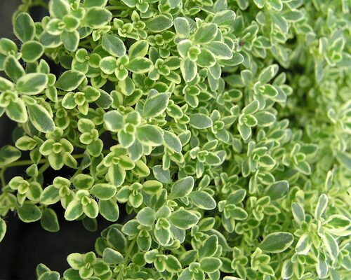 Thymus Highland Cream | Bluestone Perennials