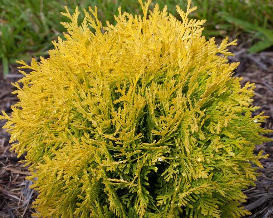 Thuja Anna's Magic Ball | Bluestone Perennials