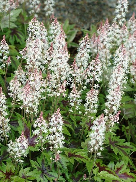 Product Viewer - TIARELLA SUGAR AND SPICE*