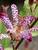 Tricyrtis Empress