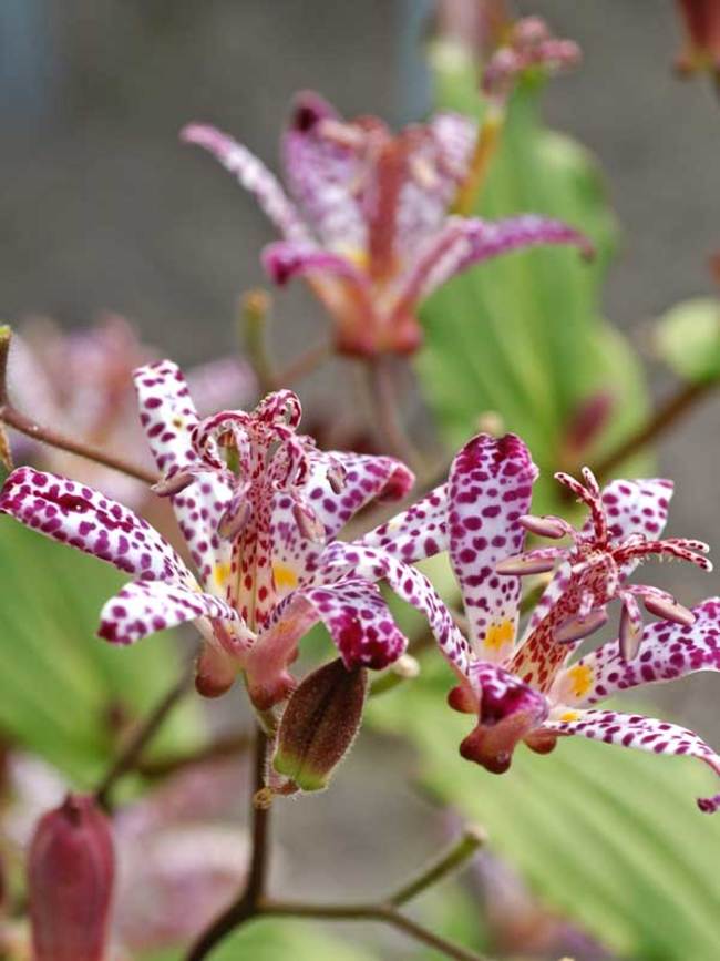 Tricyrtis Empress | Bluestone Perennials