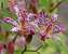 Tricyrtis Empress