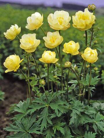 Trollius Cultorum New Moon | Bluestone Perennials