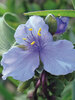 Tradescantia Ocean Blue