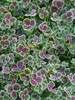 Trifolium Purpurascens