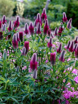 Clover, Red Feathers