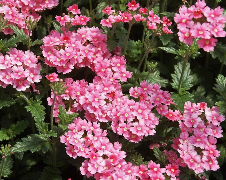 Verbena Apple Blossom Bluestone Perennials