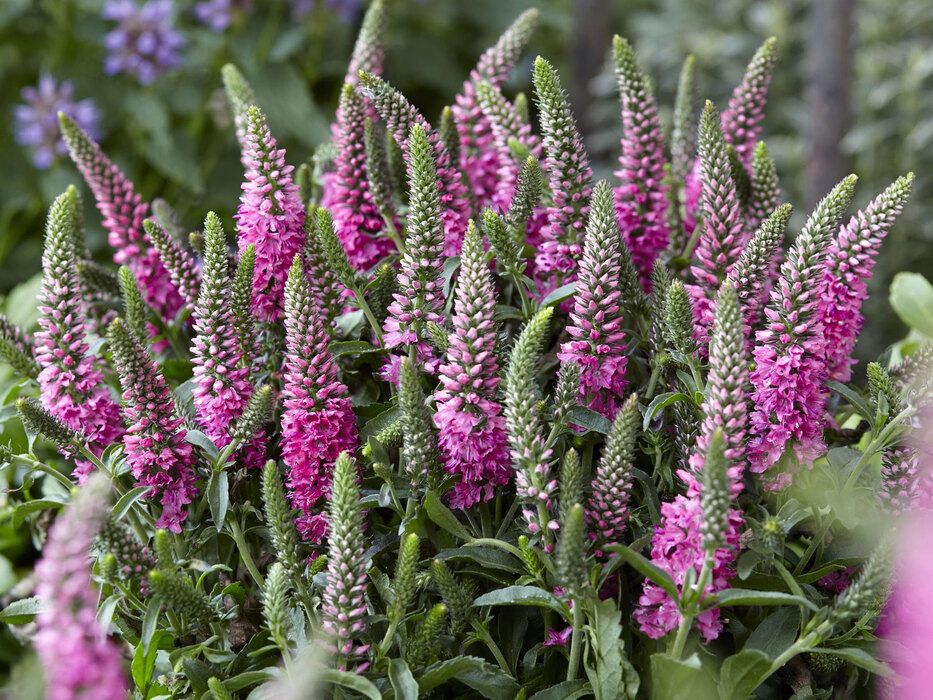 Veronica Bubblegum Candles | Bluestone Perennials