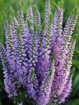 Veronica Perennials Plant Veronicas