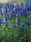 Veronica Crater Lake Blue -- Bluestone Perennials