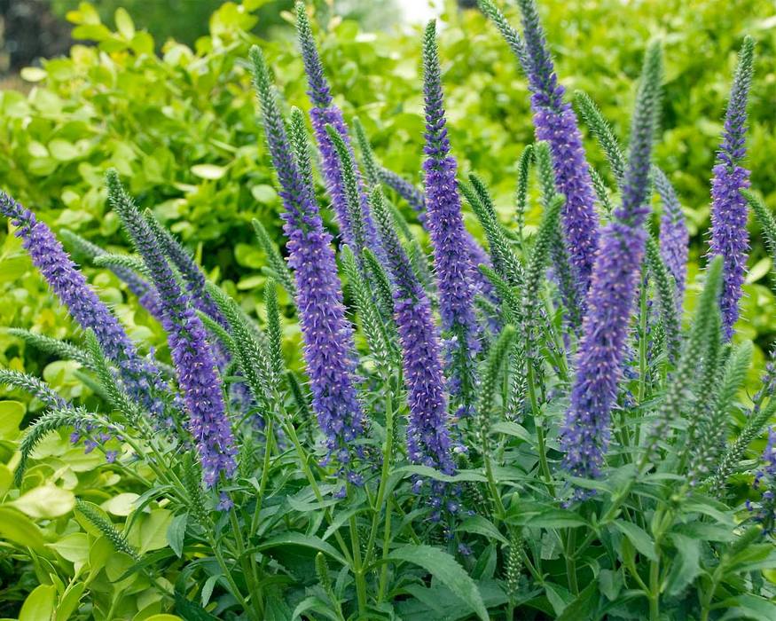 Veronica Hocus Pocus | Bluestone Perennials