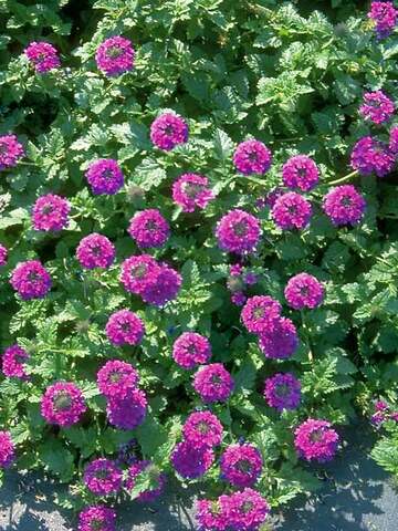 Verbena Homestead Purple | Bluestone Perennials