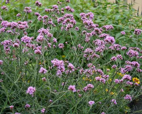 Verbena Lollipop 