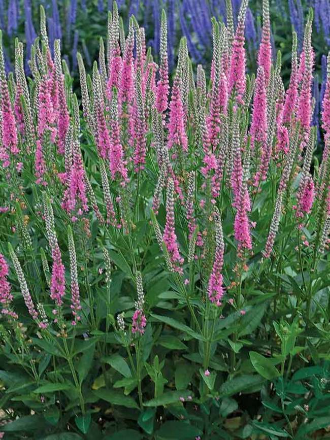 Veronica Perfectly Picasso | Bluestone Perennials