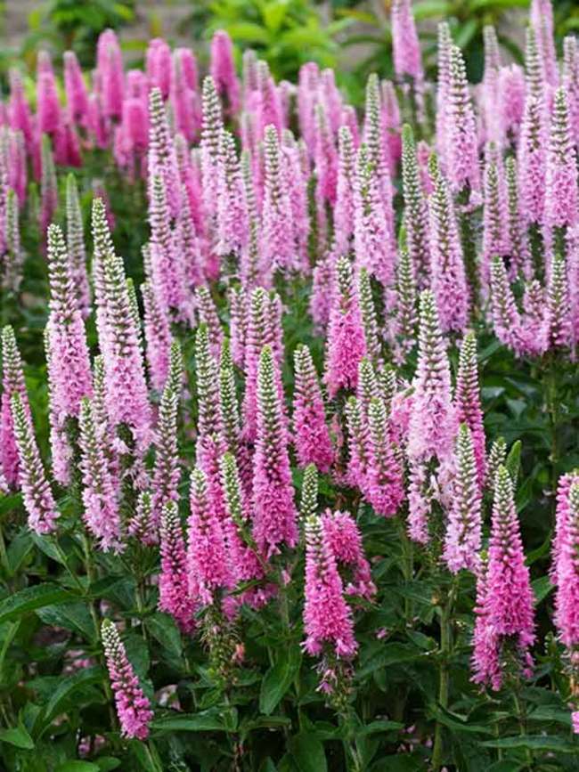 Veronica Pink Marshmallow | Bluestone Perennials