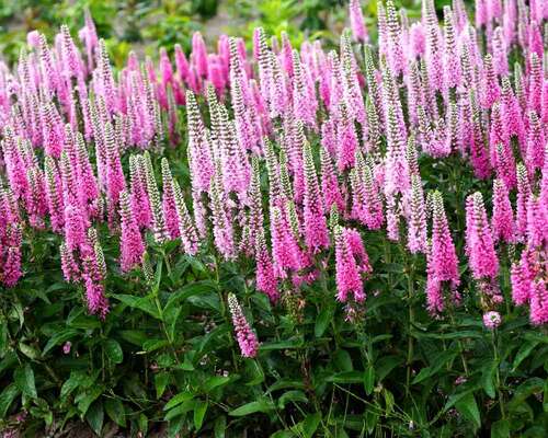 Veronica Pink Marshmallow | Bluestone Perennials