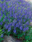 Veronica Royal Blue -- Bluestone Perennials