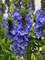 Veronica Venice Blue -- Bluestone Perennials