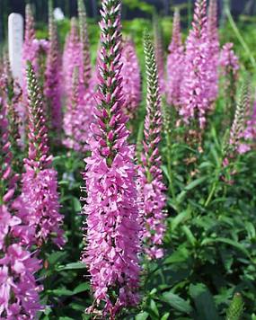 Veronica Giles Van Hees -- Bluestone Perennials