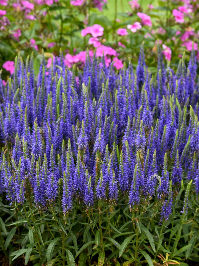 Veronica Wizard Of Ahhs | Bluestone Perennials