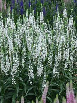 Veronica Perennials Plant Veronicas