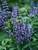 Vitex Blue Diddley