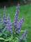 Vitex Blue Diddley -- Bluestone Perennials