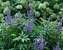 Vitex Blue Diddley