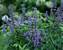 Vitex Blue Diddley