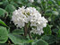 Viburnum Compacta