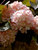 Viburnum Kerns Pink