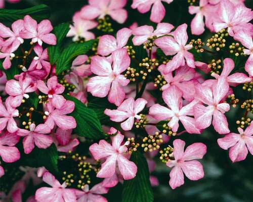 Viburnum Molly Schroeder | Bluestone Perennials