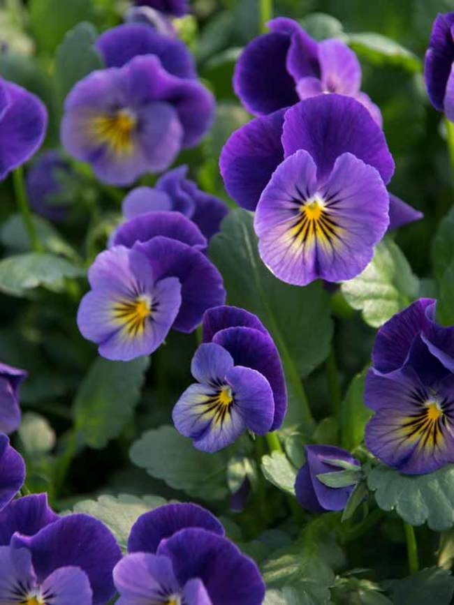 Viola Northern Lights | Bluestone Perennials