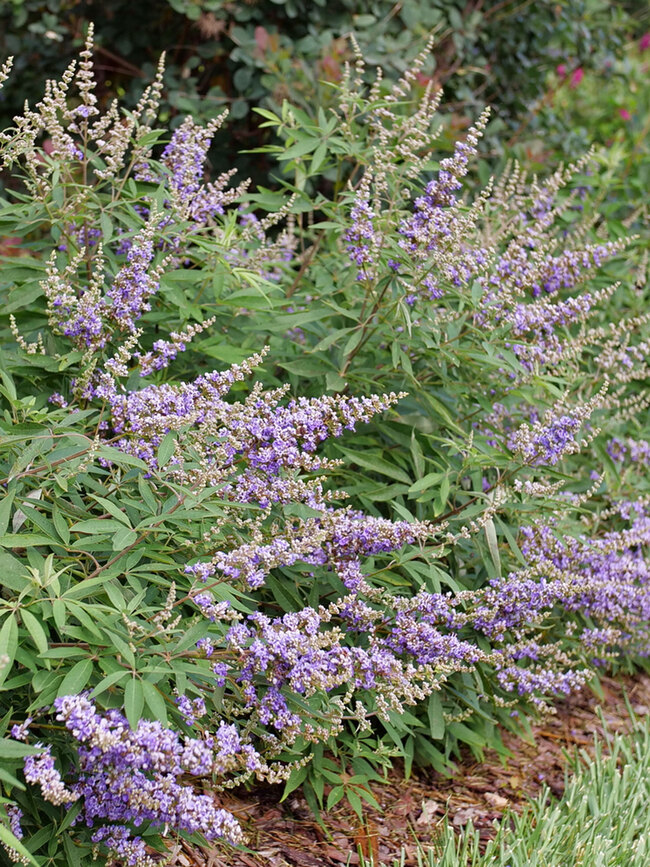 Vitex Rock Steady