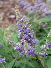 Vitex Rock Steady