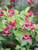 Weigela Sonic Bloom Ghost