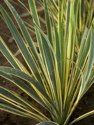 Yucca Bright Edge | Bluestone Perennials